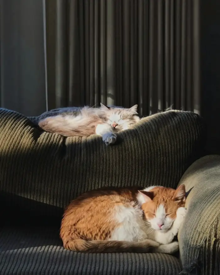 Features-of-a-hyperbaric-chamber-for-animals