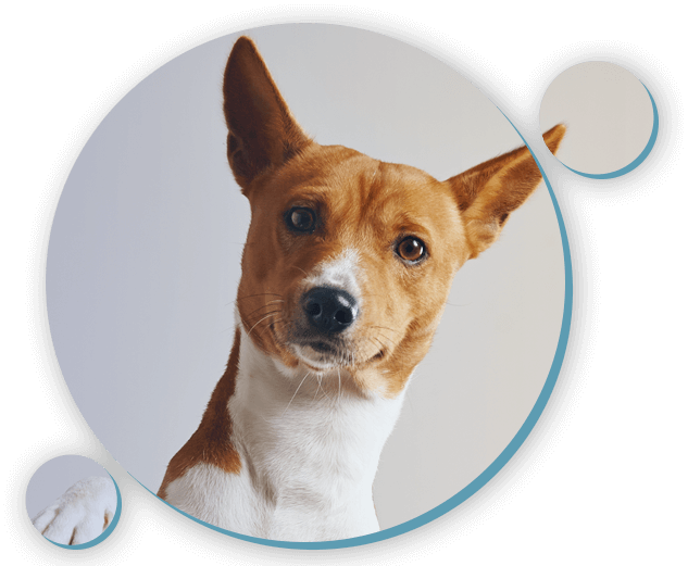 Pets-banner-img